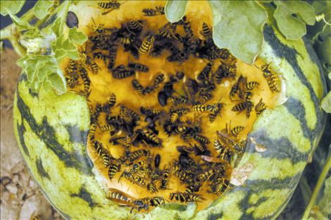 Yellow jackets feed on a melon destroyed by deer. 