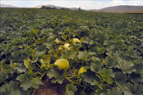 A field of Dixon melons, ripe and ready to be harvested.