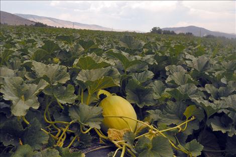 A ripe Dixon melon waits to be picked.