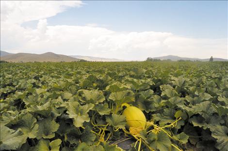 Megan Strickland/Valley Journal Dixon melons are ripe for the picking
