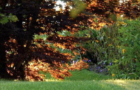 Charles Bertsch's yard includes many ornamental trees.