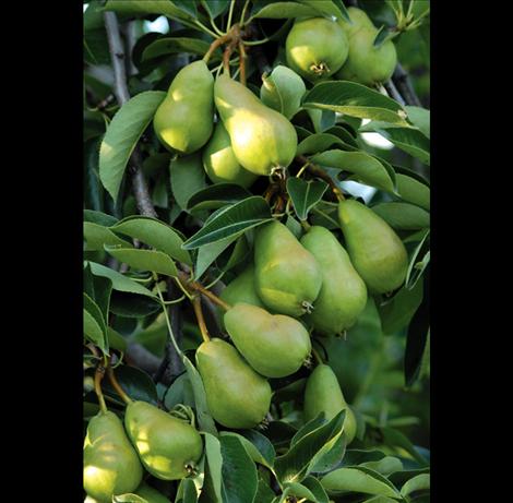 Pears growing on Charles Bertsch's tree.