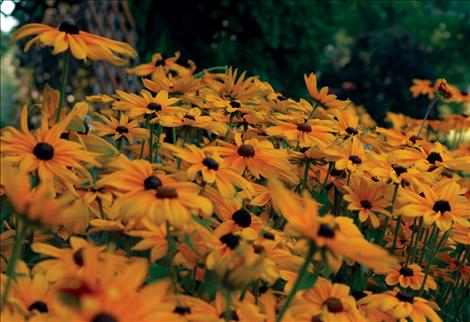 Daisies growing in Charles Bertsch's yard.