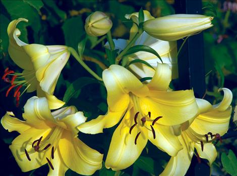 Lilies grow around Charles Bertsch's lawn.