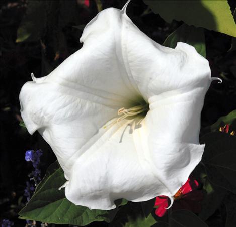 Moonflower