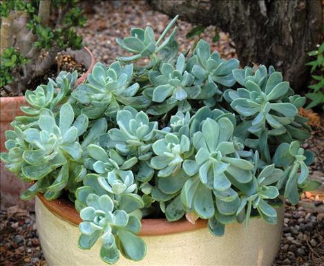 Succulent plant