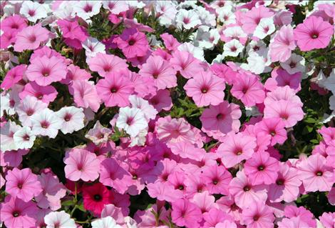 Blooming petunias