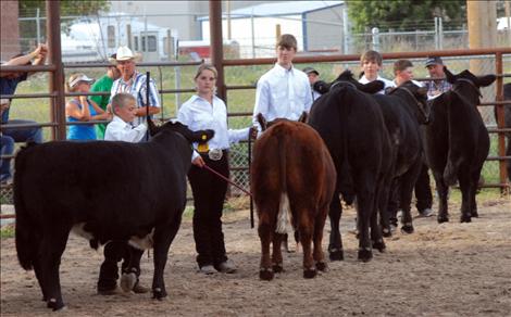 A line of steers wait patiently at the Lake County Fair.