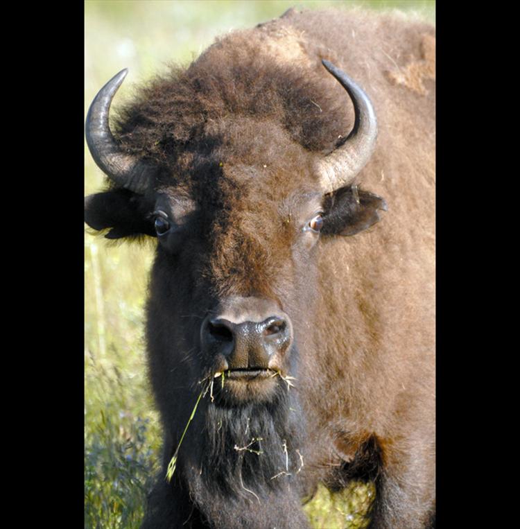 A bison is alerted to the presence of people while chewing grass.