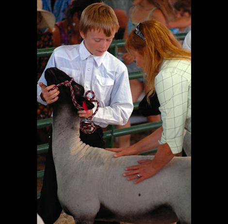 A sheep is judged at the Lake County Fair. 