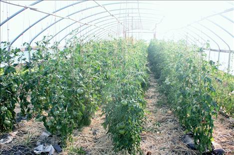 The sun heats up the hoop house to help the tomatoes grow quickly on the farm.