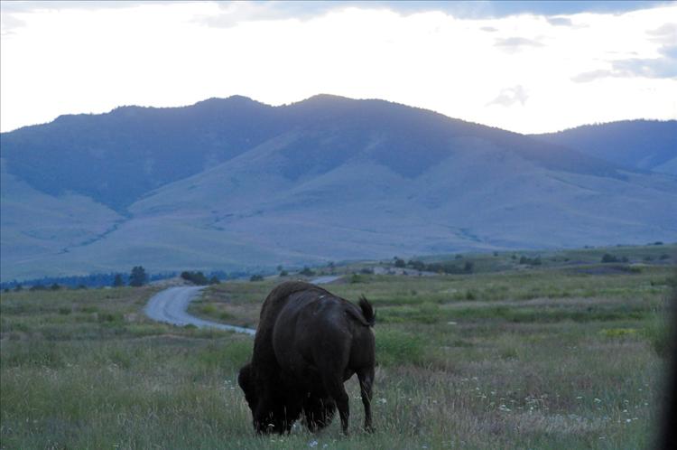 Bison at dusk