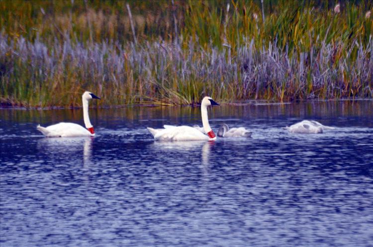 Wild swans