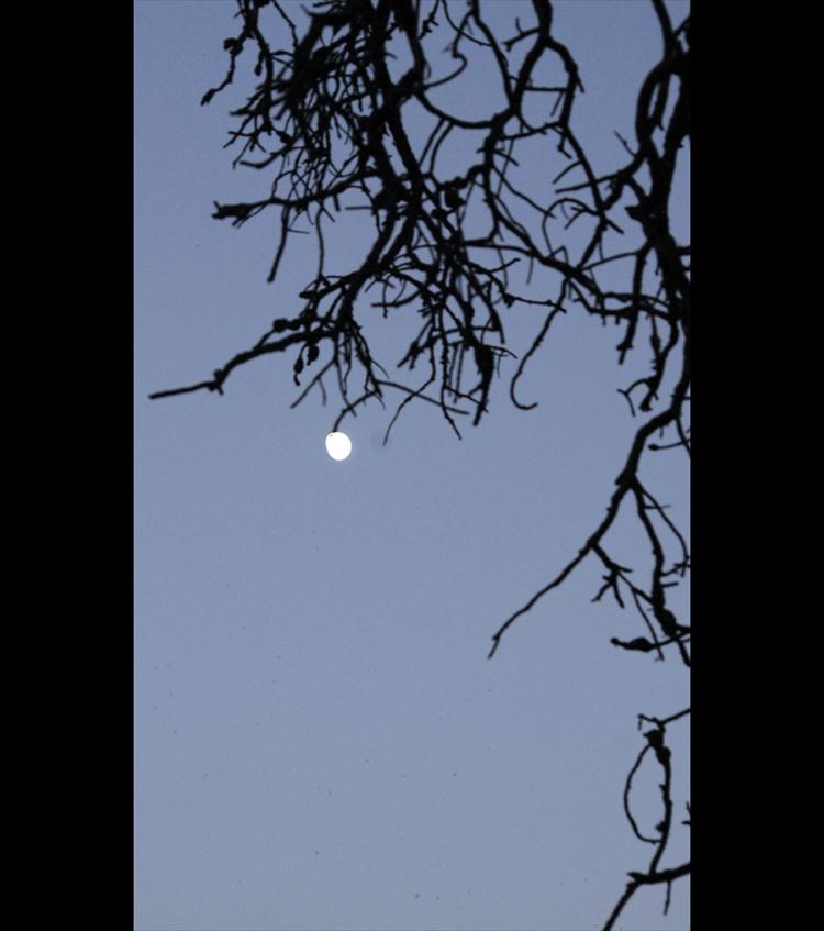 Moon with branches