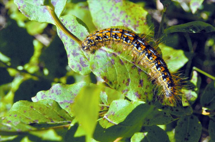 Caterpillar