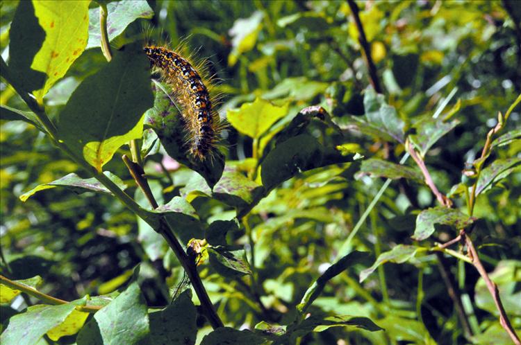 Caterpillar