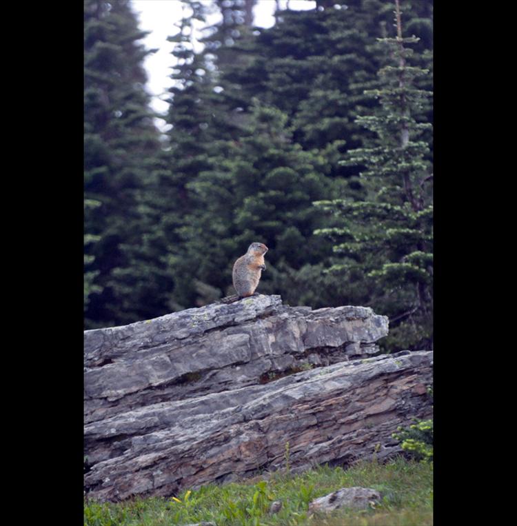 Marmot