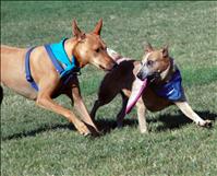 Doggy Dash to raise needed funding for shelter