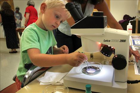 Finn Goddard looks at stoneflies under a microscope during the Flathead Lake Biological Station’s open house on Aug. 5.