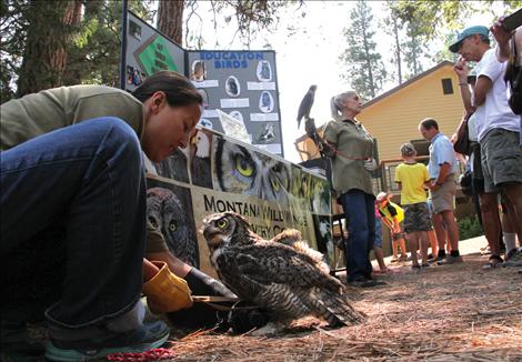Several rescued raptors from the Montana Wild Wings Recovery Center were introduced to the public as education ambassadors during the Flathead Lake Biological Station open house. Bentley, a Great Horned Owl, is the raptor Wild Wings has had under their care for the longest time.