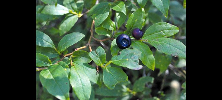 Huckleberries wait to be picked in Glacier National Park