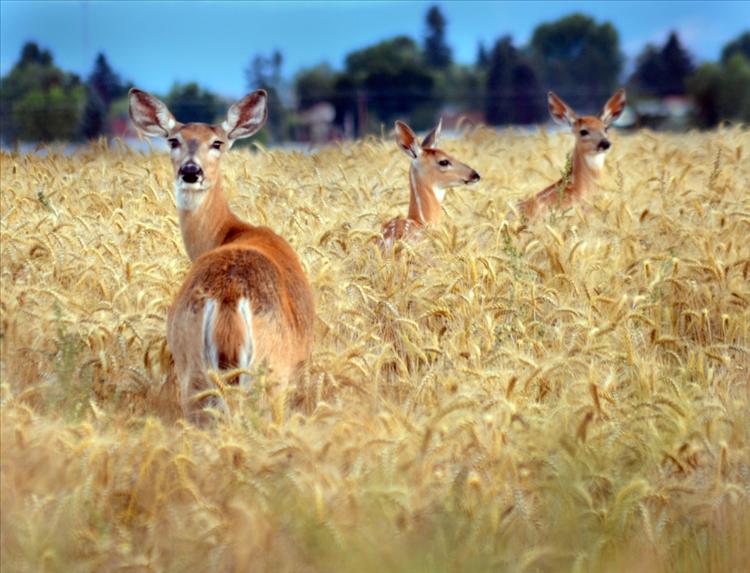 Deer family