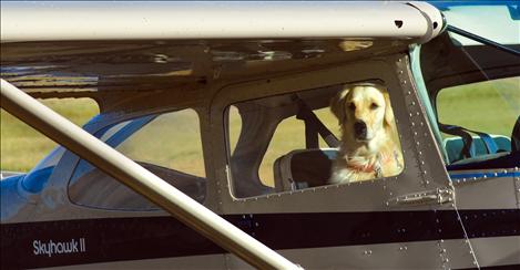 A yellow labrador retriever sits in the plane of Fred Hasskamp from Hamilton