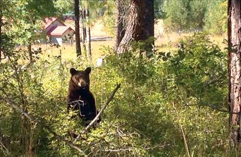 A black bear looks around the forest Friday afternoon on property in the North Crow area of Ronan.