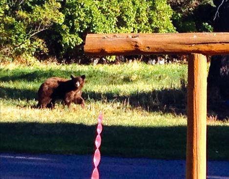 While visiting her mother-in-law in Polson, Wendy Lyon and her husband spot a bear going down First Avenue East in Polson.