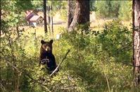 Bears bulking up before hibernation