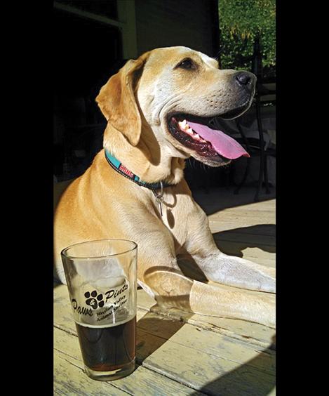 A pup poses next to a pint and helps out friends.