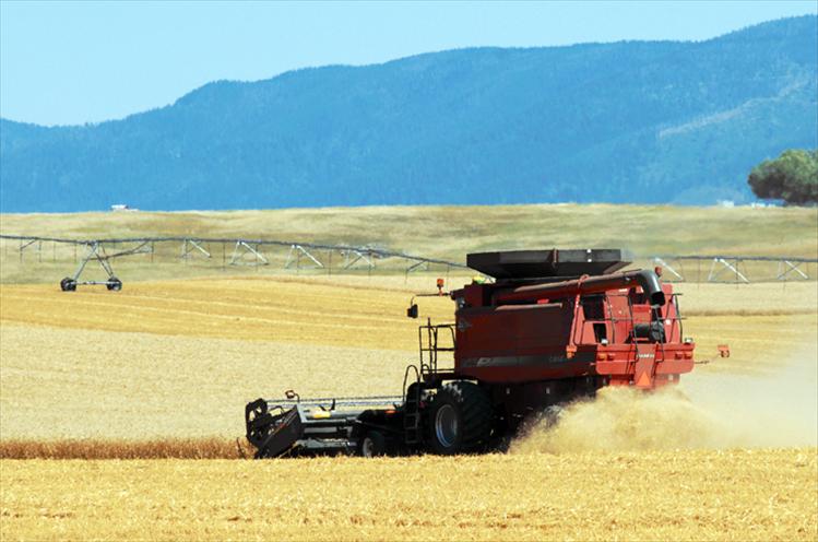 Grain harvesting season is winding down, leaving golden stubble and fat bales of hay.