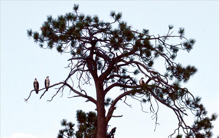 Young osprey siblings hatch and are raised in a tree on a small island, sometime called "Battleship Island," north of Polson Bay in the narrows of Flathead Lake.