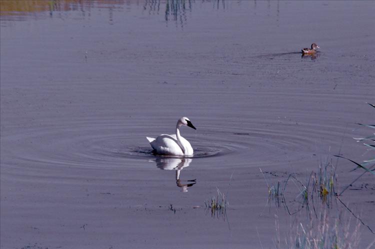 A swan floats in a glacial pothole off Mollman Pass Trail south of Ronan.