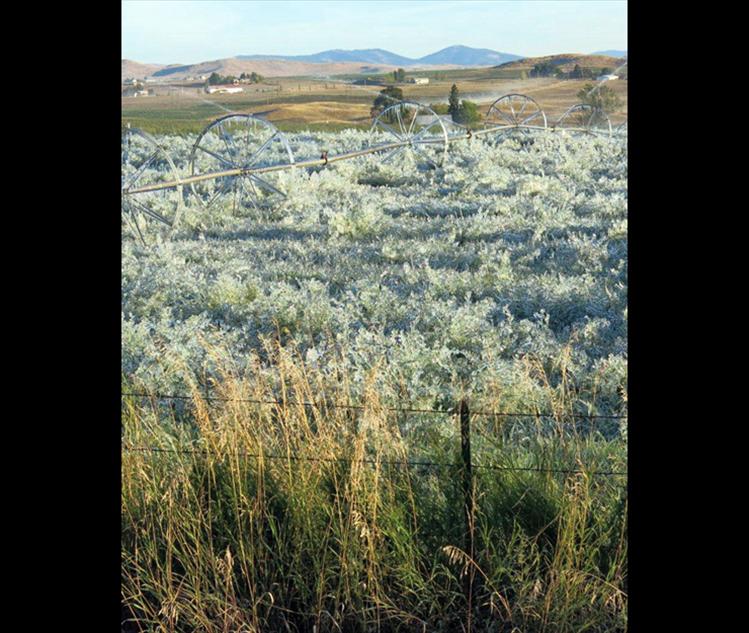 Temperatures dipped below freezing during mid-September, freezing some garden growth and causing ice to form on active wheel lines in Gene Bilile's alfalfa field in Ronan.