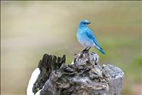 Bluebird conservationists celebrate 40 years of fledging