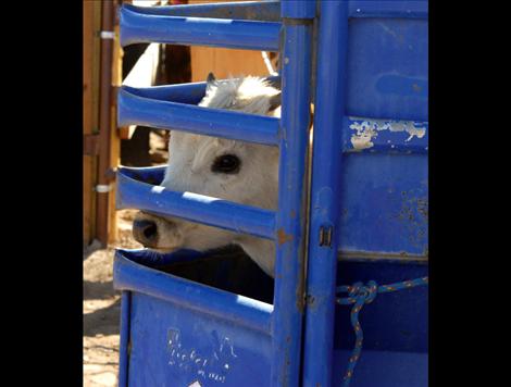 A calf eyes the arena, plotting his run, as he waits for the tie down roper to nod his head