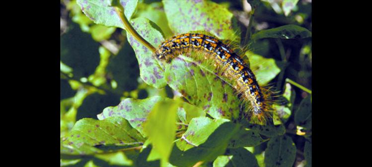 A colorful caterpillar hugs a leaf in Glacier National Park.