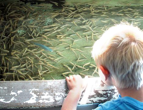 A blue albino rainbow trout swims in a tank of white albino rainbows. Of the four types of albinism, blue is the most rare.