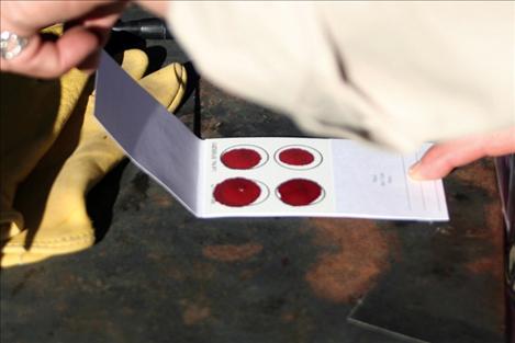 Bison Range staffers take a blood sample to check an animal for disease.