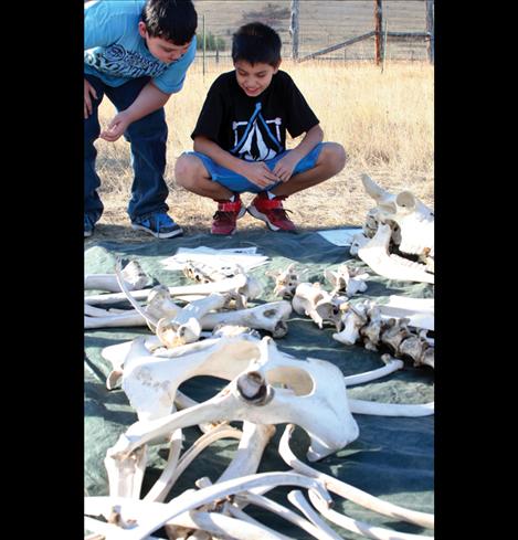 Visiting students check out bison bones.