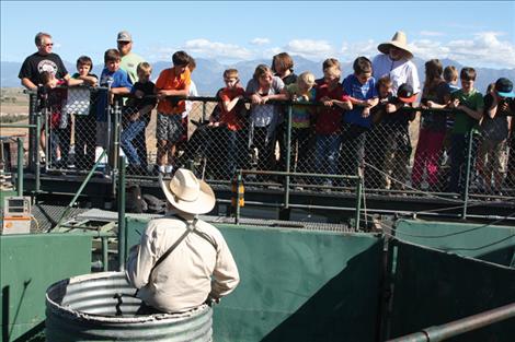 Students and teachers watch as National Bison Range workers sort and test bison.