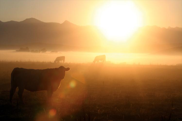 Eary morning mist shrouds cows in an  orange glow as they graze along Valley View Road.