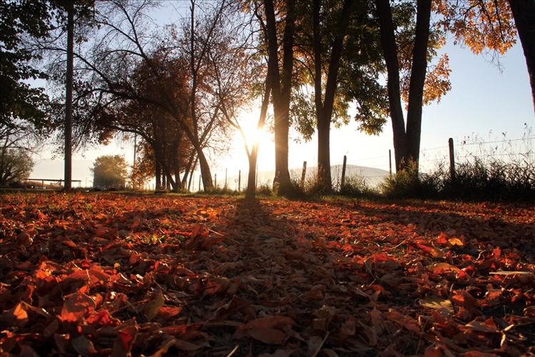 Fall leaves