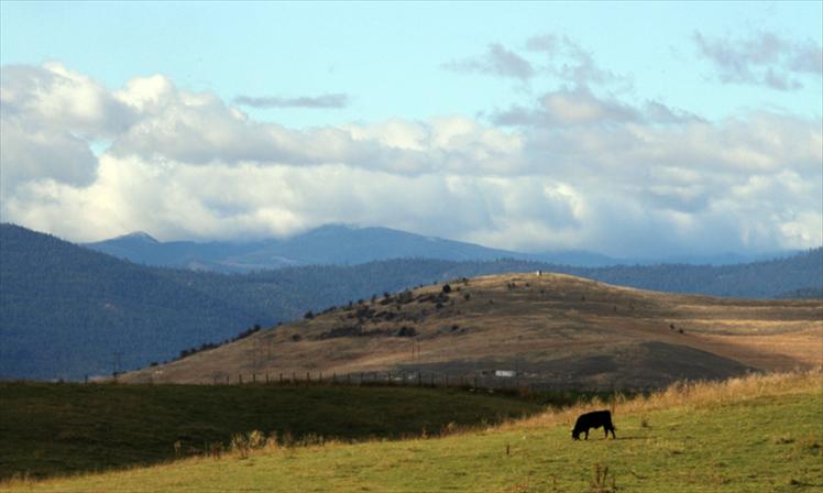 Green pastures, blue skies.