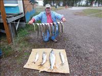 Cooling waters, bridge lights attract fish