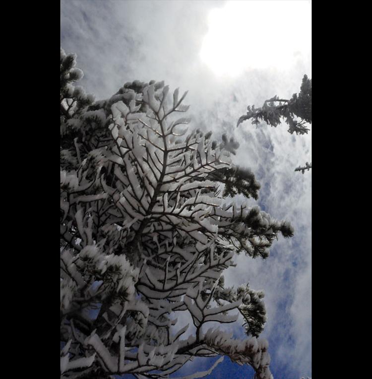 Powder clings to tree limbs in the Jewel Basin.