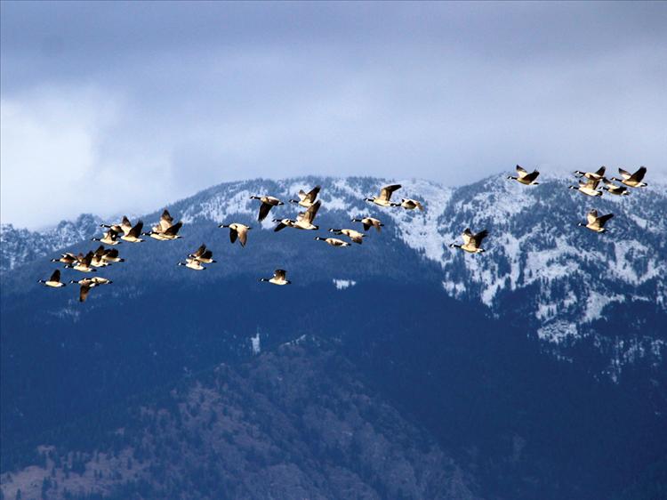 Canada geese over Mission Valley