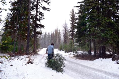 After purchasing a $5 permit, Montanans can cut a Christmas tree on U.S. Forest Service Land — something Polson resident Gary Ivory, above, does each year with his wife Verna.
