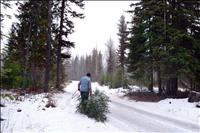 Christmas tree options abound
